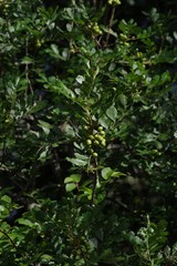 Hippobromus pauciflorus