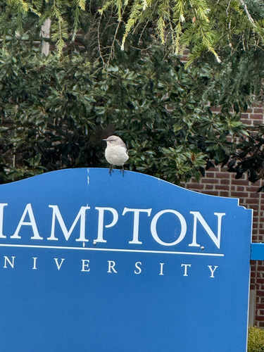 Northern Mockingbird
