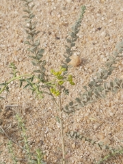 Haplophyllum tuberculatum