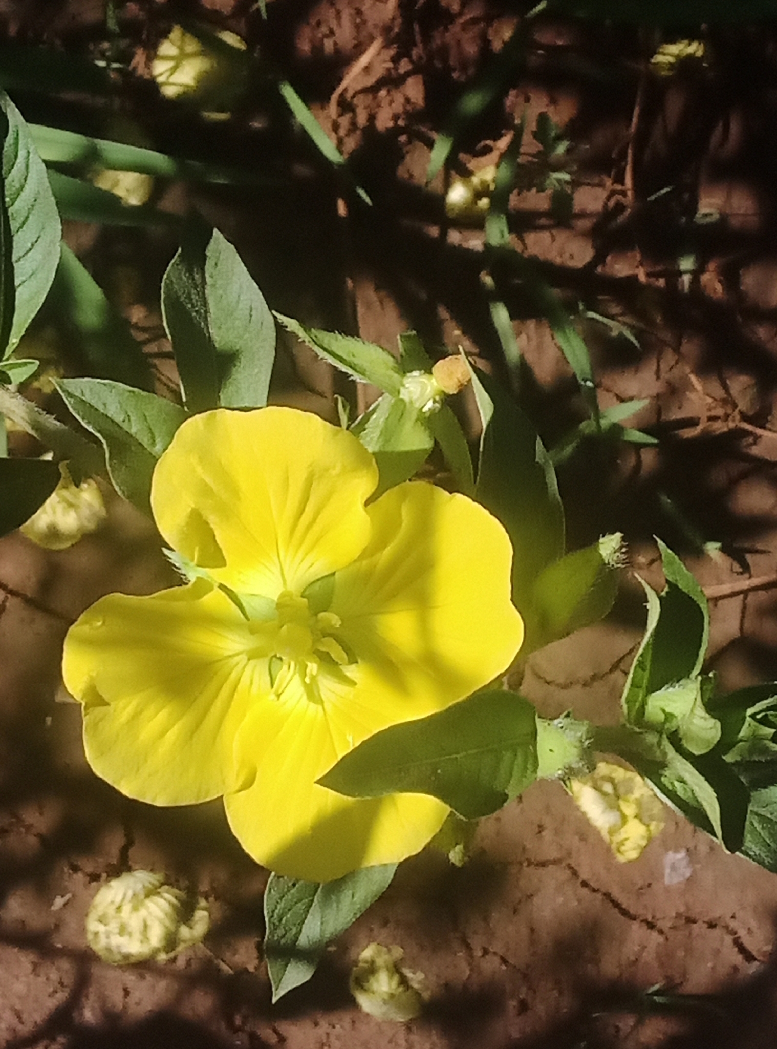 Ludwigia peruviana