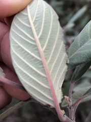 Frangula californica tomentella