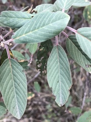 Frangula californica tomentella