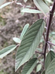 Frangula californica tomentella