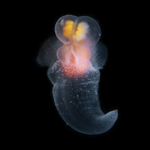 Sea Angels (Suborder Gymnosomata) · iNaturalist Sea Angels (Suborder Gymnosomata) · iNaturalist
