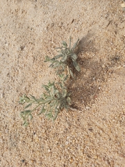 Heliotropium bacciferum