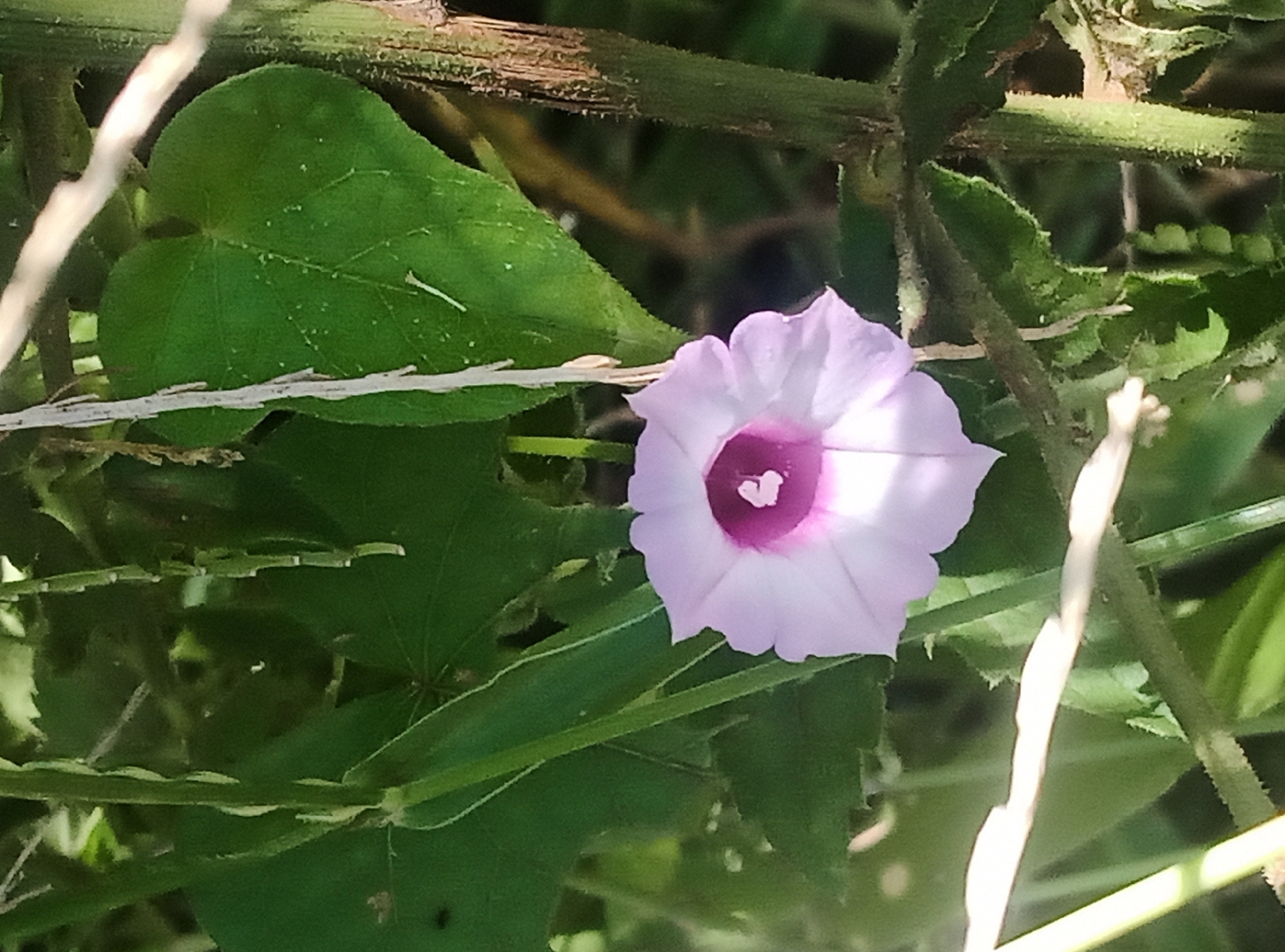 Ipomoea triloba