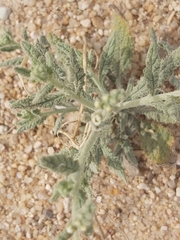 Heliotropium bacciferum