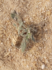 Heliotropium bacciferum