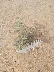 Heliotropium bacciferum