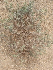 Heliotropium bacciferum