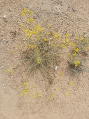 Haplophyllum tuberculatum