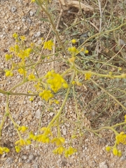 Haplophyllum tuberculatum