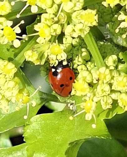 Seven-spotted Lady Beetle