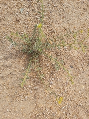 Haplophyllum tuberculatum