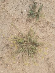 Haplophyllum tuberculatum