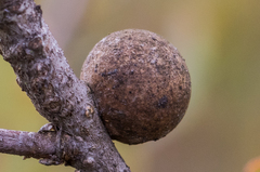 Andricus vacciniifoliae