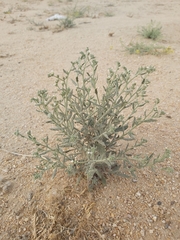 Heliotropium bacciferum
