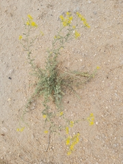 Haplophyllum tuberculatum