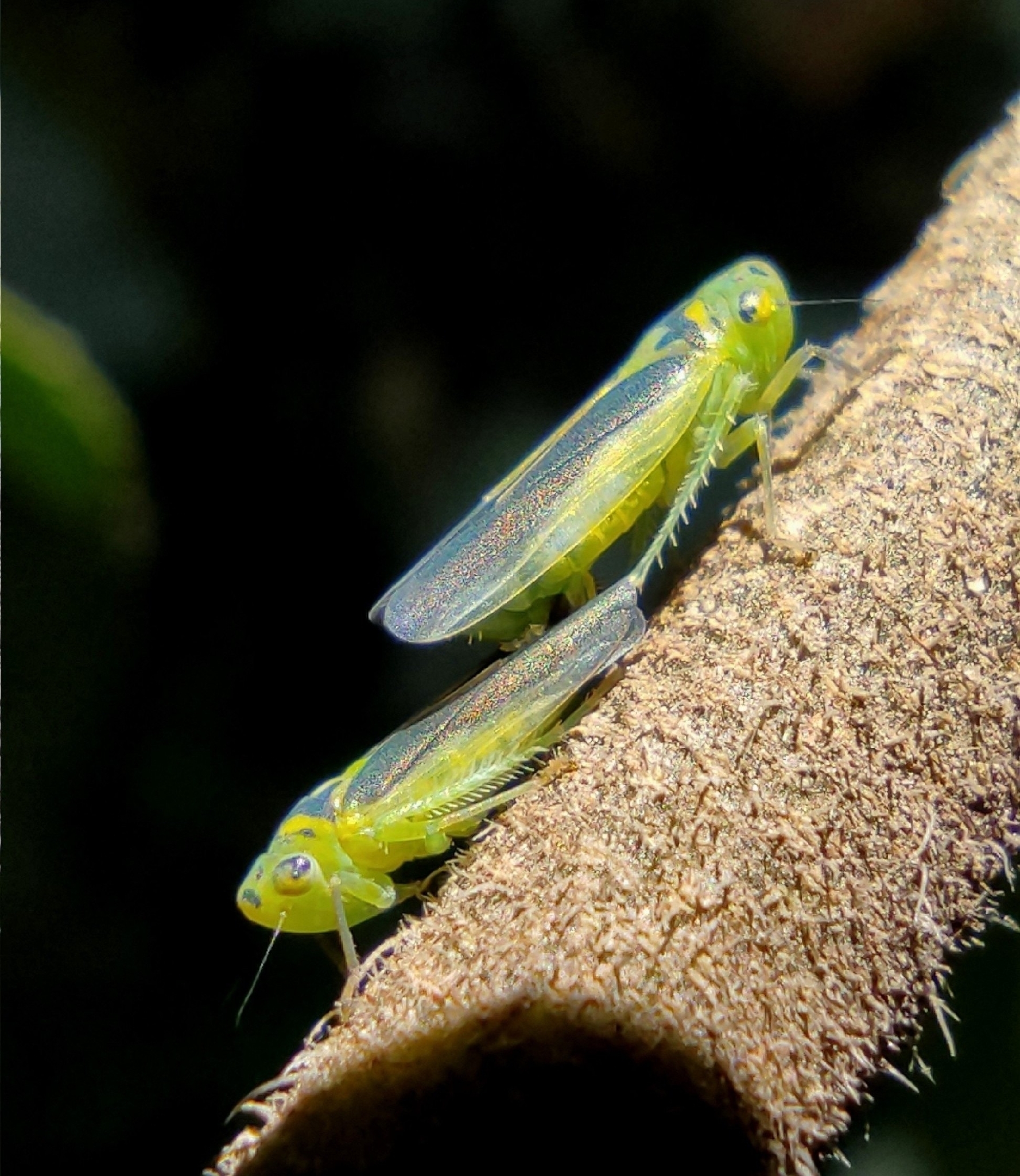 Kolla paulula | Insect Vectors of Plant Disease