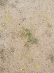 Haplophyllum tuberculatum