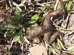 Lithobates pustulosus