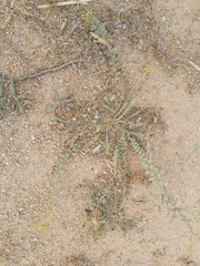 Haplophyllum tuberculatum