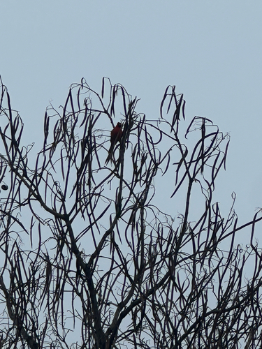 Northern Cardinal