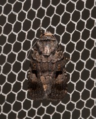 Thoracolopha flexirena