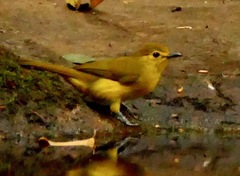 Iole indica