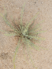 Haplophyllum tuberculatum