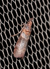 Calguia defiguralis