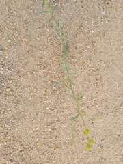 Haplophyllum tuberculatum