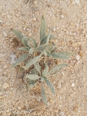 Heliotropium bacciferum