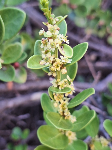 Cape Koko Tree (Maytenus lucida)