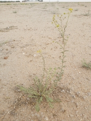 Haplophyllum tuberculatum