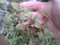 Fuchsia perscandens