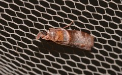 Calguia defiguralis