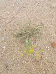 Haplophyllum tuberculatum