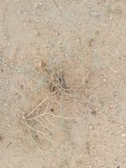 Heliotropium bacciferum