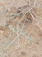 Heliotropium bacciferum