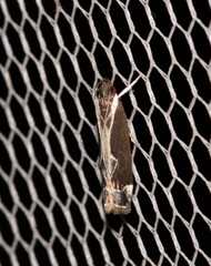 Chaliniastis astrapaea