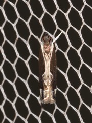 Chaliniastis astrapaea