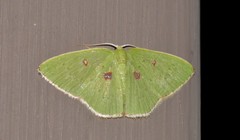 Comostola leucomerata