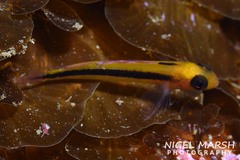 Forsterygion maryannae