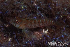 Notoclinops yaldwyni