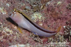 Parablennius laticlavius