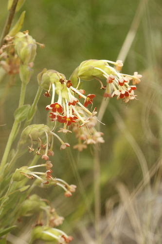 Gooseneck Drumsticks (Glumicalyx goseloides)