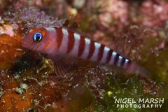 Notoclinops segmentatus