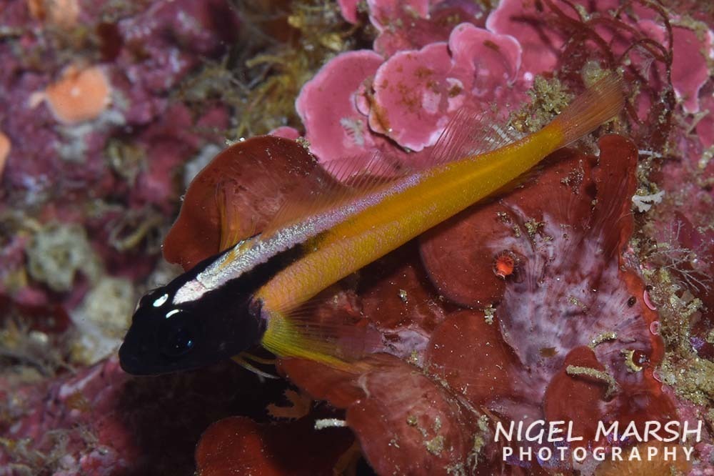 Yellow-And-Black Triplefin