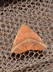 Eublemma crassiuscula